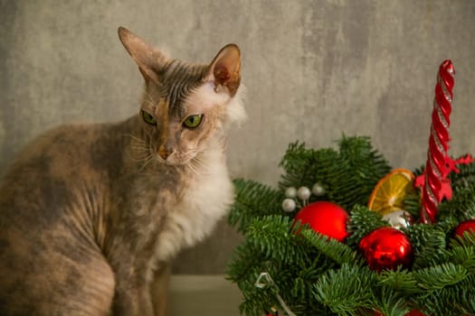 A sphinx cat with a down on its chest of a red - gray color with yellow - green eyes sits against a gray wall and a basket with a Christmas tree and Christmas toys. High quality photo