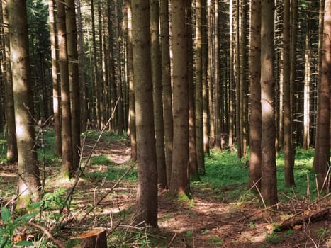 View of a pine forest in summer with incoming sunlight and high contrast.
