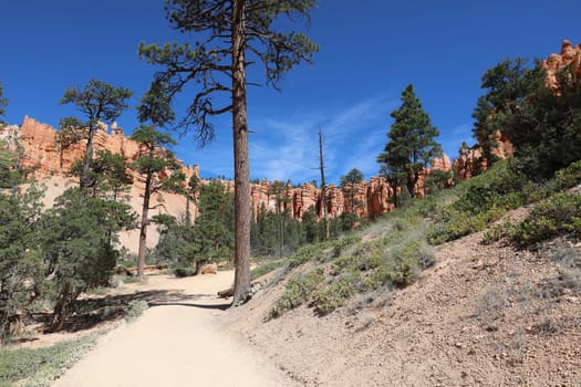Rock Hoodoos in Bryce Canyon National Park in Utah. USA