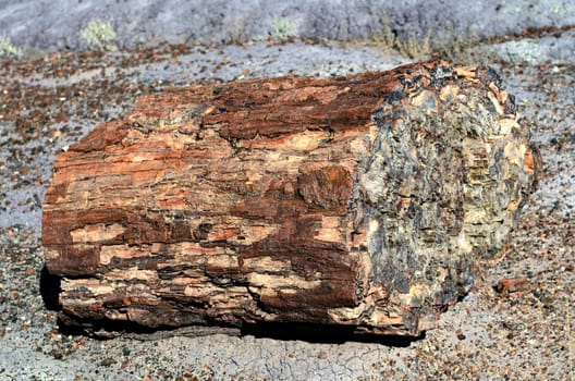 Petrified tree of the ancient petrified forest in Arizona
