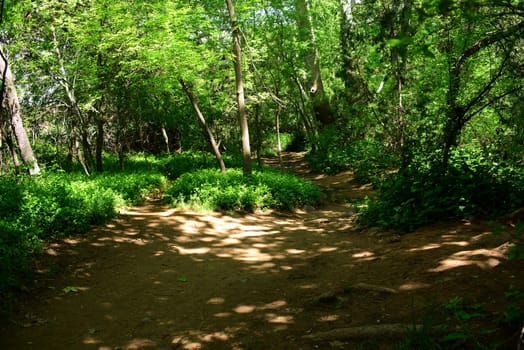 Forest path with fork in the road