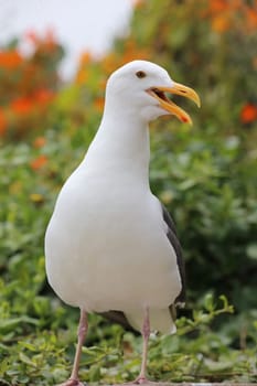 Western Gull in California. USA