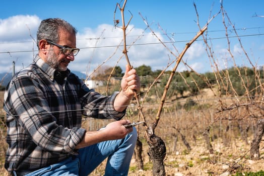 Winegrower pruning the vineyard with professional steel scissors. Traditional agriculture. Winter pruning, Guyot method.