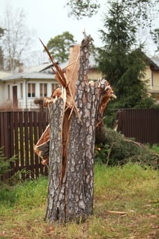 stump  broken by the wind huge pine tree