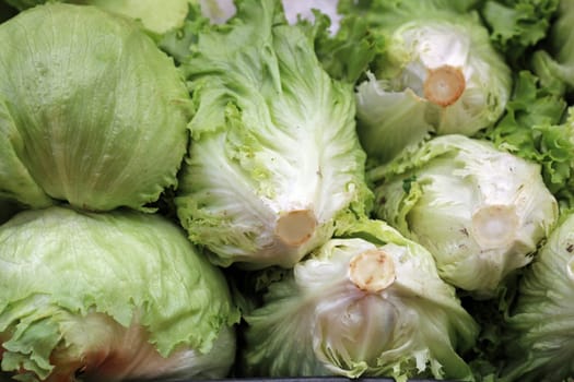 Iceberg Lettuce