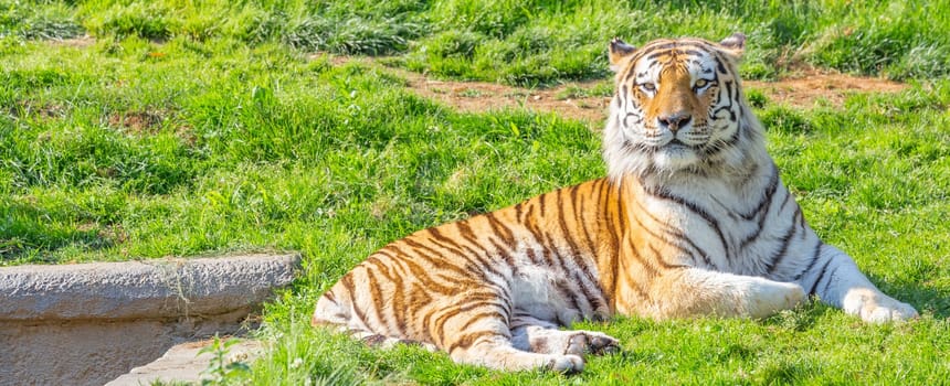 Angry tiger in a wildlife zoo - one of the biggest carnivore in nature.