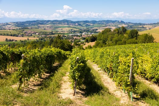 Barbera vineyard in Piedmont - Piemonte - region, Italy. Countryside landscape in Langhe area.