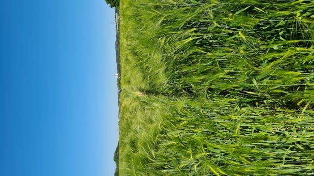 Selective focus of rye grain in the field with row tractor tracks, texture of young ears of green wheat in spring, agriculture in the countryside, nature background.