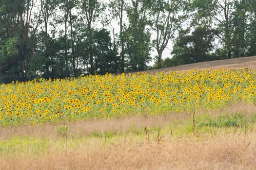 Field of blooming sunflowers on a background sunset