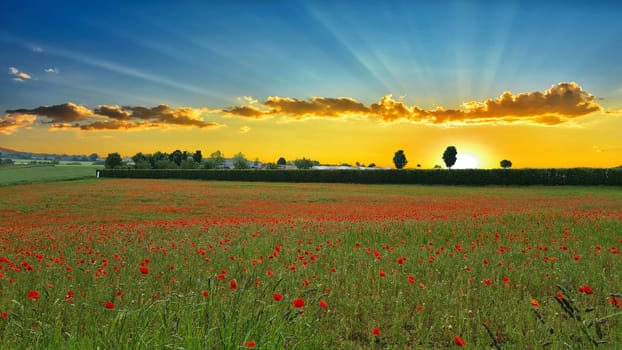Campo con hierba verde y amapolas rojas contra el cielo del atardecer