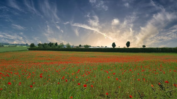Campo con hierba verde y amapolas rojas contra el cielo del atardecer
