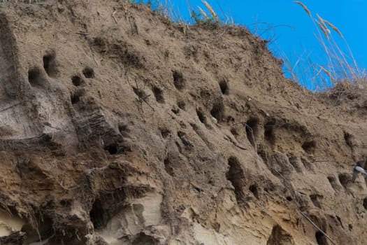 Swallows for swallows on the cliffs of Ahrenshoop city on the Baltic Sea peninsula Darss in Germany in summer.
