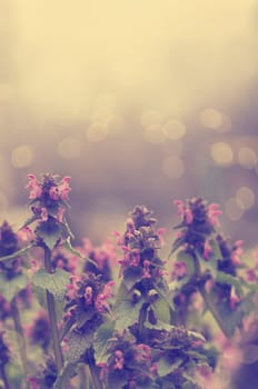 Beautiful spring flowers closeup. retro filter