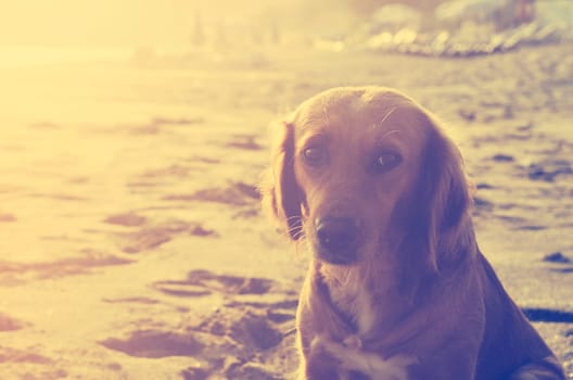 Dog on the beach at sunset