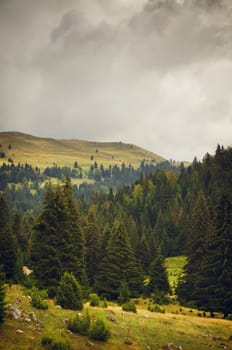 mountain landscape with conifer trees