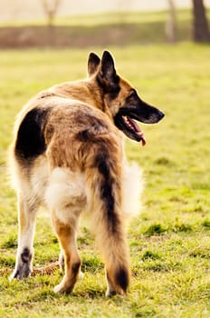 German shepherd in the park
