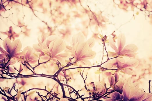 Beautiful magnolia flower on textured background