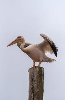 Great White Pelican in Walvis Bay, Namibia