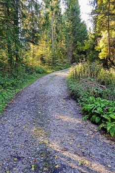 Forest road with sun rays
