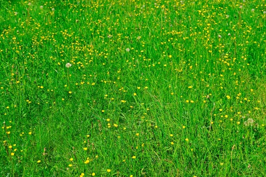 Grass field with plants and flowers