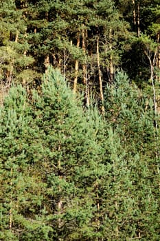 Pine forest on side of the hill