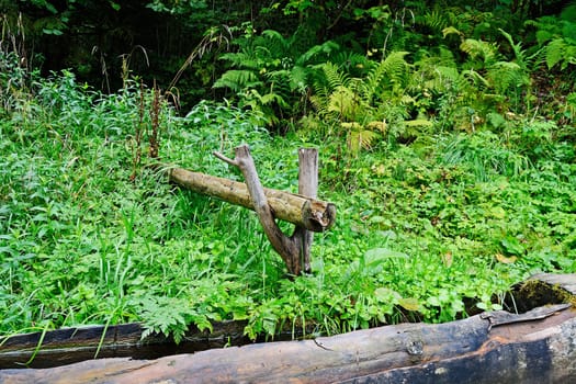 Forest with spring water