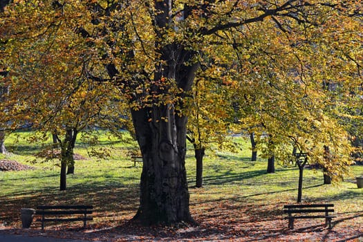 Tree with benches in park