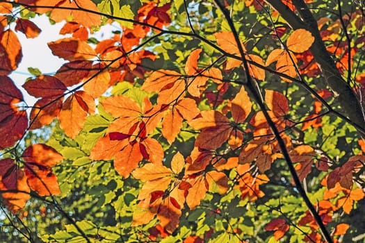 Forest in Autumn with sun rays