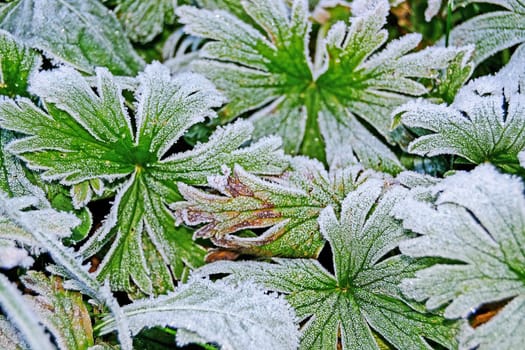 Plants in garden with frost