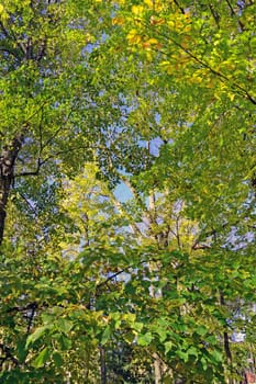 Autumn in park