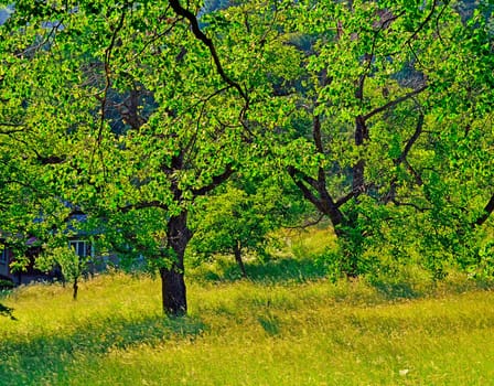 Trees on field of grass in garden