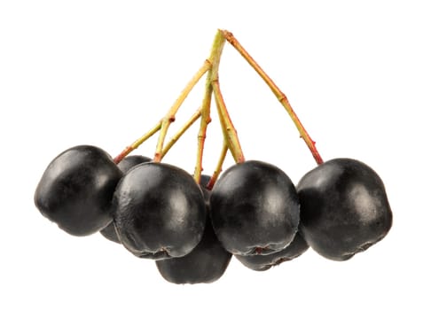 Aronia (Chokeberry) fruits with stems, isolated on white background.