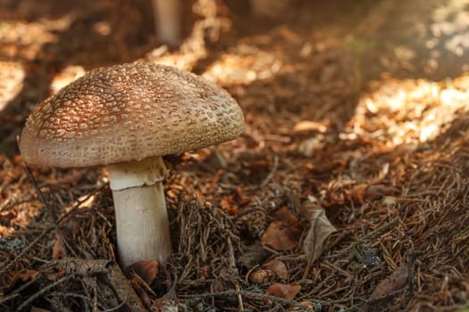 Blusher (Amanita rubescens) in dry moss, sun shining a little, in forest shade.