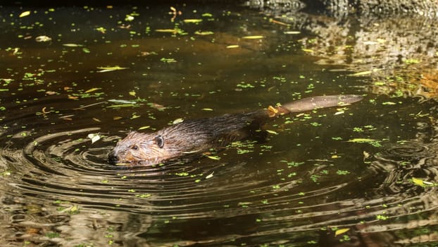 Eurasian beaver (Castor fiber) swimming in pond with leaves, only head top of body with wet fur and tail visible.