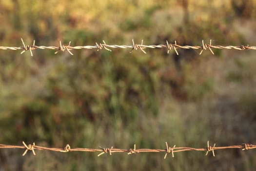 Two lines of old dry rusty barbed wire with some spider silks, blurred green bushes/forest in background.
