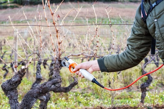 Close-up of a winegrower hand. Prune the vineyard with professional battery-powered electric scissors. Traditional agriculture. Winter pruning, Guyot method.