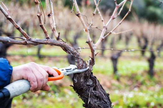 Close-up of a winegrower hand. Prune the vineyard with professional battery-powered electric scissors. Traditional agriculture. Winter pruning, Guyot method.
