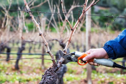 Close-up of a winegrower hand. Prune the vineyard with professional battery-powered electric scissors. Traditional agriculture. Winter pruning, Guyot method.
