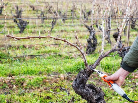Close-up of a winegrower hand. Prune the vineyard with professional battery-powered electric scissors. Traditional agriculture. Winter pruning, Guyot method.