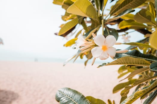 Close up a single Beautiful white Plumeria rubra flower in summer sunlight. Soft focus Tropical flowers frangipani Plumeria. Summer holiday background