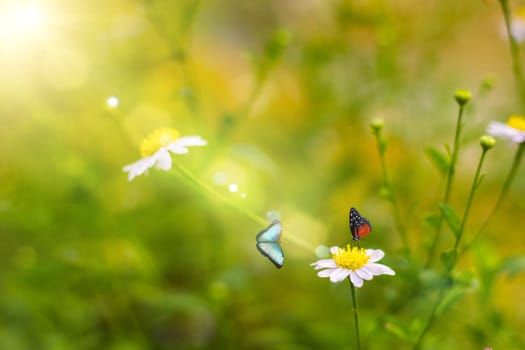 Grass flower  blowing in the wind in the morning with golden sunshine with  two butterflies
