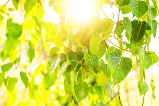 Close up of fresh Green Bo Leaf With Sunlight In The Morning. Bodhi pipal tree Tree Leaves