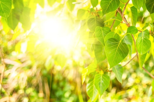 Close up of fresh Green Bo Leaf With Sunlight In The Morning. Bodhi pipal tree Tree Leaves