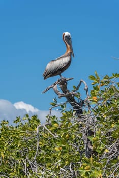 brown pelican on a mangrove tree on the caribbean coast of mexico
