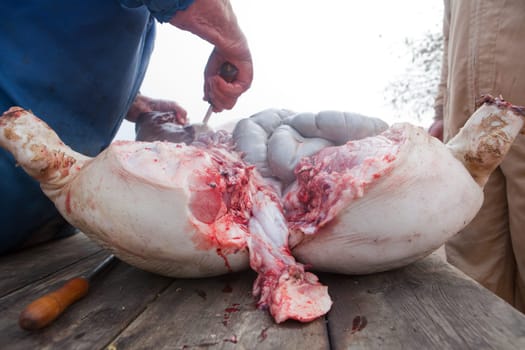 Traditional home slaughtering in a rural area.Carving-up the pig