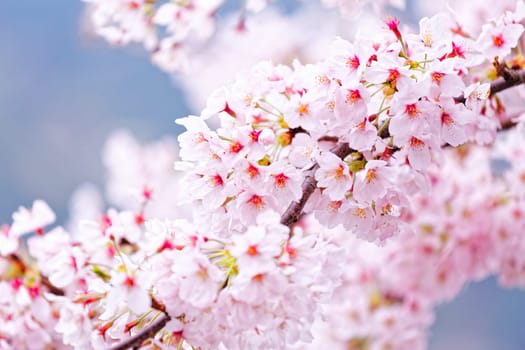 Sakura blossom flower close up for background