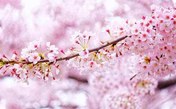 Sakura blossom flower close up for background