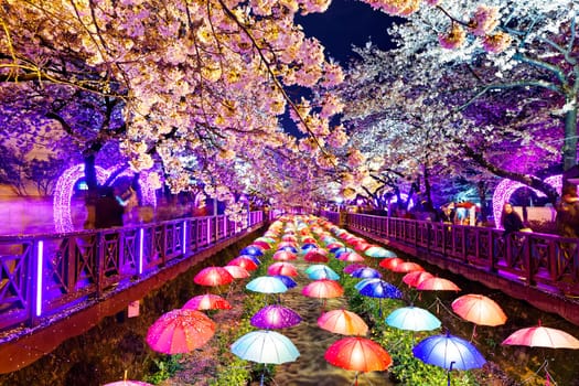 cherry blossoms at night, busan city in south korea