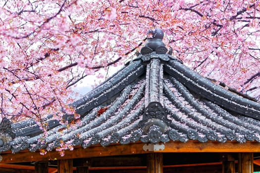 Weeping sakura infront of japanese temple at day