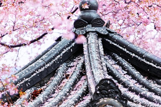 Weeping sakura infront of japanese temple at day